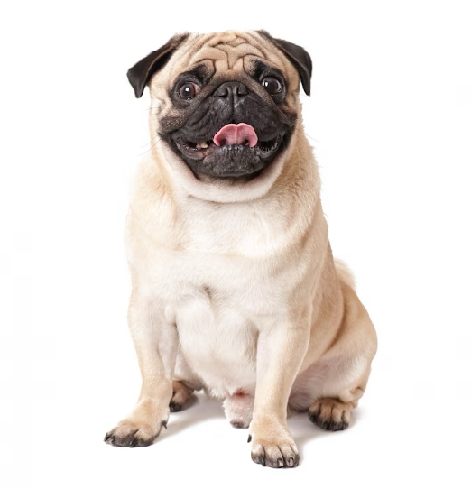 Veluwe Grond & Infra